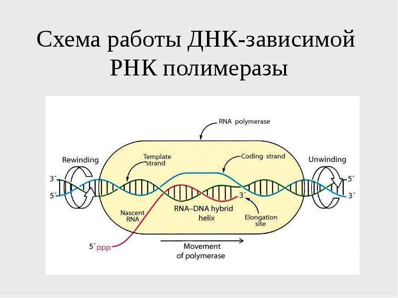 Рнк зависимая. ДНК зависимая РНК полимераза строение. Структура ДНК зависимой РНК полимеразы. Внутриклеточная локализация ДНК-зависимой РНК-полимеразы.