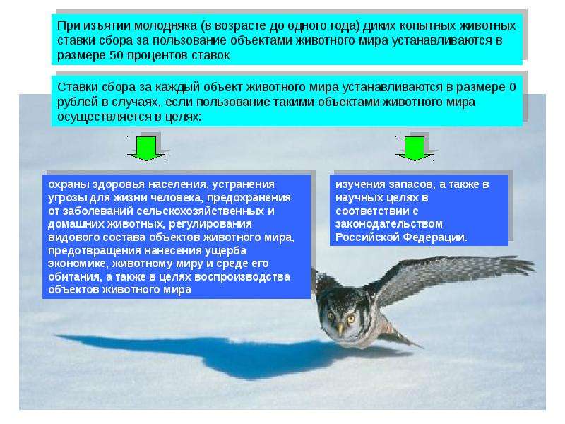 Животный мир как объект использования и охраны презентация