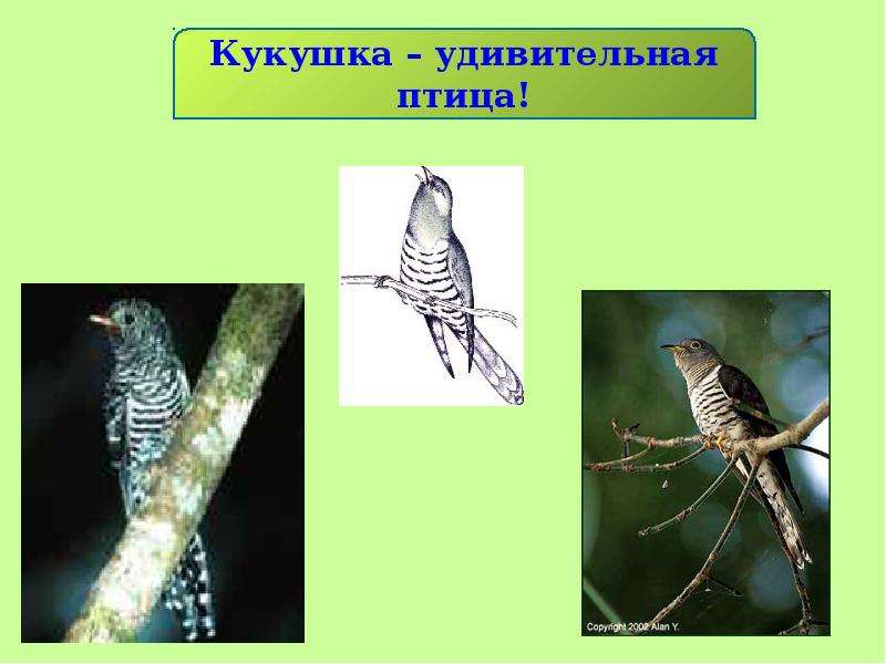 Презентация кукушка 1 класс