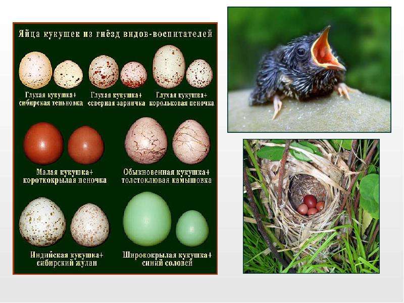 На каких картах какие яйца. Кукушка откладывает яйца в гнезда. Самые интересные факты о кукушке. У каких птиц Кукушка откладывает яйца. Яйца кукушки какого цвета.