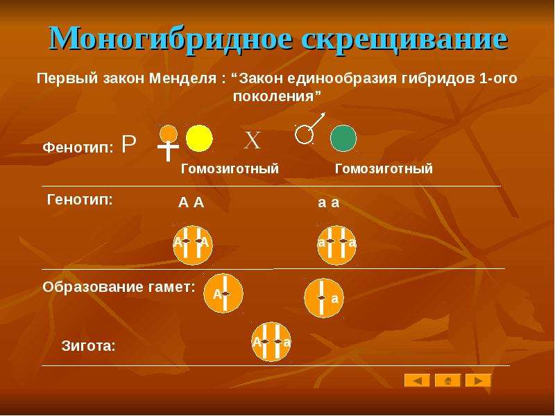 Презентация по теме моногибридное скрещивание 10 класс