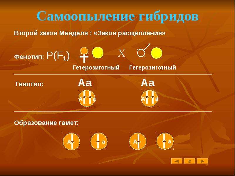 Законы менделя презентация 10 класс профильный уровень