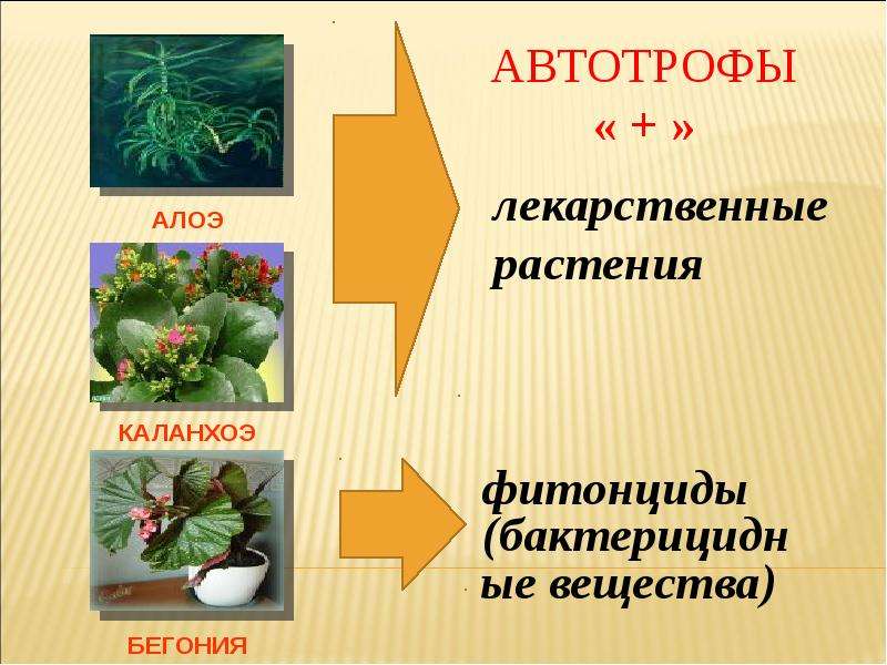 Бактерицидное действие фитонцидов проект