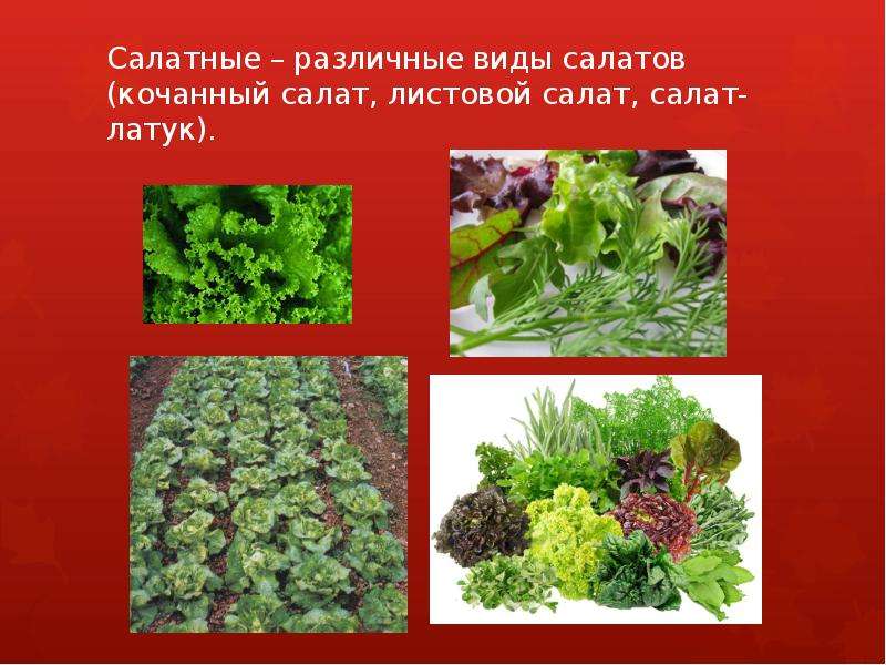 Презентация на тему Классификация овощей   	  , слайд №2