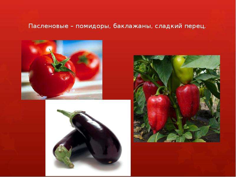 Презентация на тему Классификация овощей   	  , слайд №8