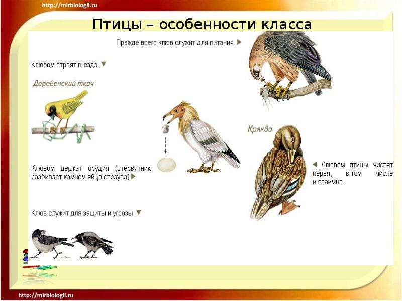 Представили птиц. Особенности класса птиц. Отличительные черты птиц. Главные особенности птиц. Отличительные особенности птиц для детей.