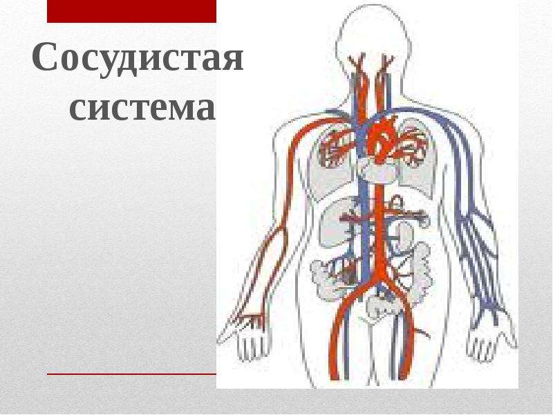 Презентация на тему кровеносная система