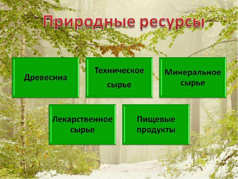 Какие лесные богатства использует человек. Природные богатства ресурсы. Природные ресурсы проект. Природные ресурсы в ДОУ. Лес природные ресурсы презентация.