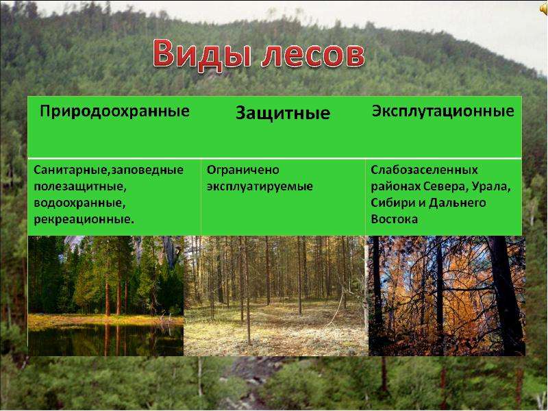 Какие виды лесов существуют. Виды леса. Разновидности лесов. Классификация лесов России. Типы леса в России.