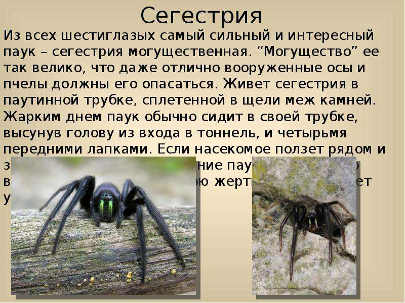 Сегестрия флорентийская