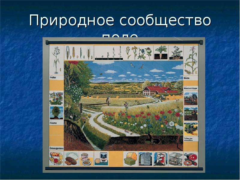 Почему поле природное сообщество. Природное сообщество поле. Природное сообщество поле для дошкольников. Природное сообщество поле доклад. Природное сообщество поле животные.