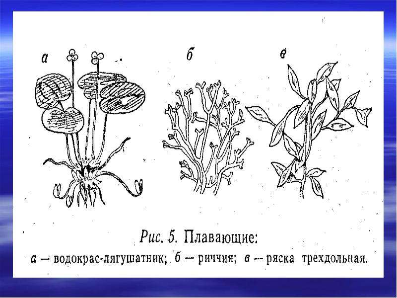 Ряска схема строения