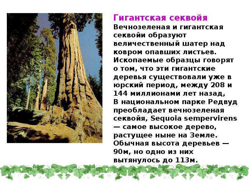 Чуду презентация. Чудеса природы презентация. Секвойя вечнозелёная максимальная высота. ПРЕЗЕНТАЦИЯЧУДЕСА природа. Презентация на тему чуду.