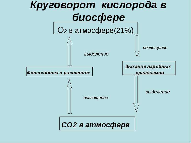 Круговорот кислорода в атмосфере схема