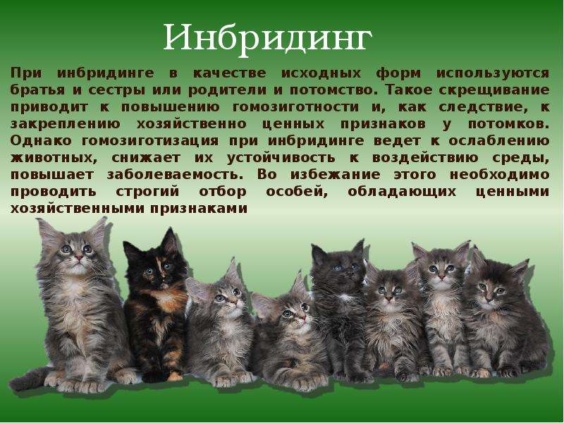 Инбридинг 5 4. Инбридинг. Инбридинг презентация. Инбридинг у животных. Селекция собак презентация.