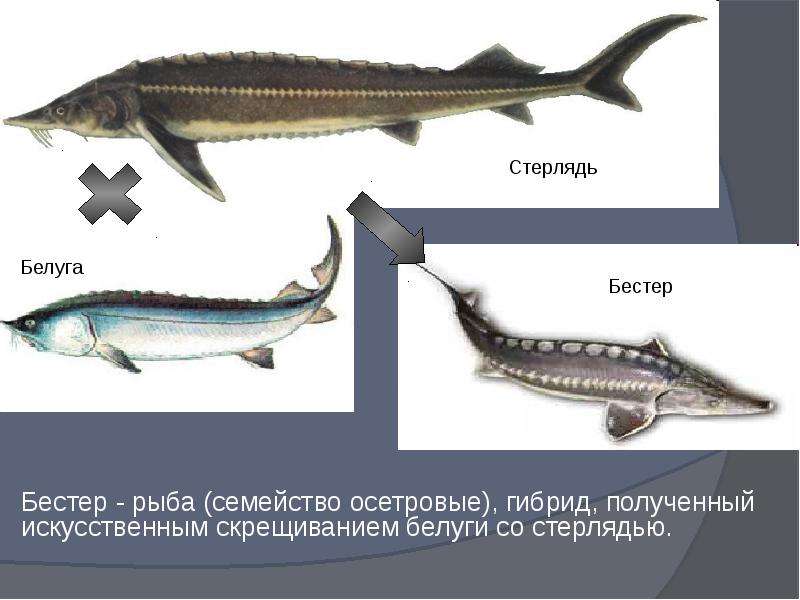 Бестер рыба фото описание характеристика Современные методы селекции Выполнили ученицы 9 "А" класса МОУ "СОШ № 15" Меркул