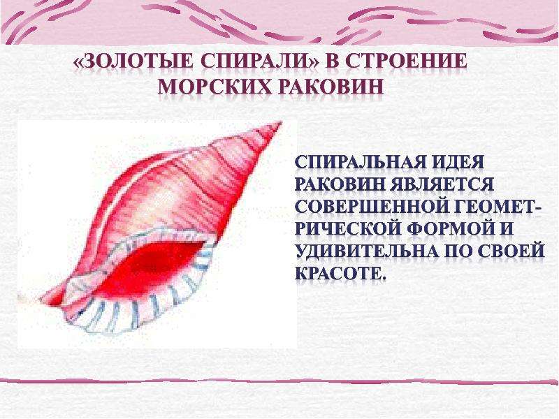 Тайны золотого сечения презентация