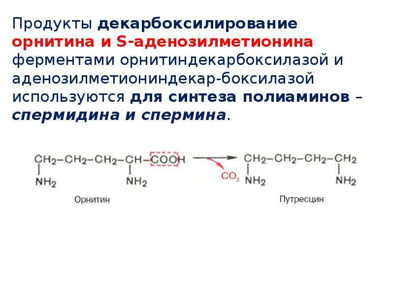 Декарбоксилирование аминокислот презентация