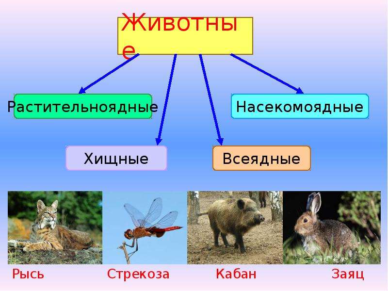 Презентация кто что ест 3 класс