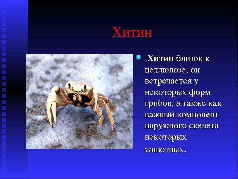 Презентация по биологии 9 класс. Хитин. Хитин у животных. Хитин скелет. Хитин это в биологии.