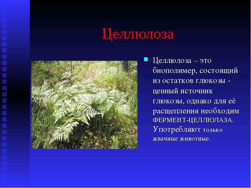 Презентация по биологии 9 класс. Целлюлоза. Целлюлоза биополимер. Целлюлоза это в биологии. Что такое Целлюлоза в биологии 5 класс.