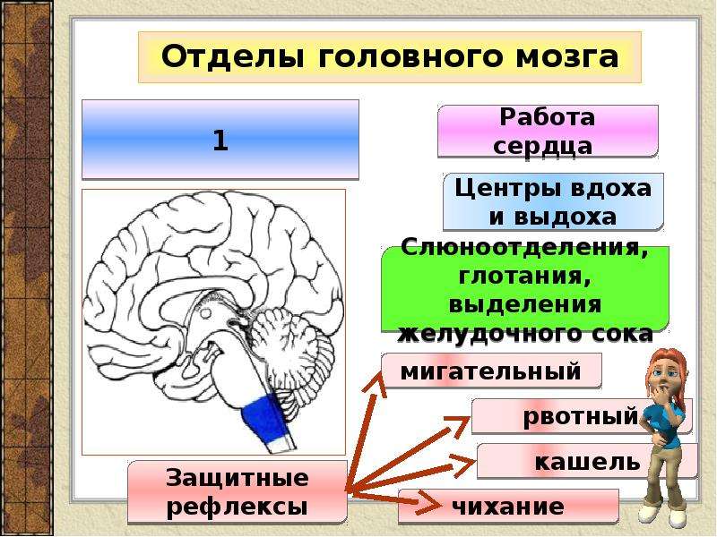 Головного ответить. Отдел головного мозга рефлекторная функция. Рефлексы отделов головного мозга. Отделы головного мозга и их рефлекторные функции. За что отвечают отделы мозга.