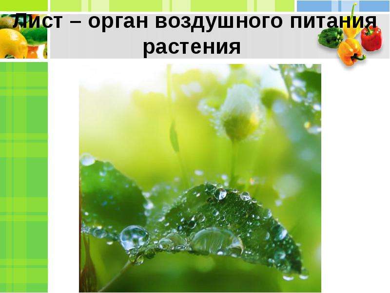 Лист это орган. Лист орган воздушного питания. Органы питания растений. Органы воздушного питания у растений. Лист орган растения.