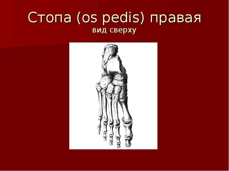 Pedis перевод с латинского. Скелет человека с надписями костей. Скелет человека с названием костей на латинском.
