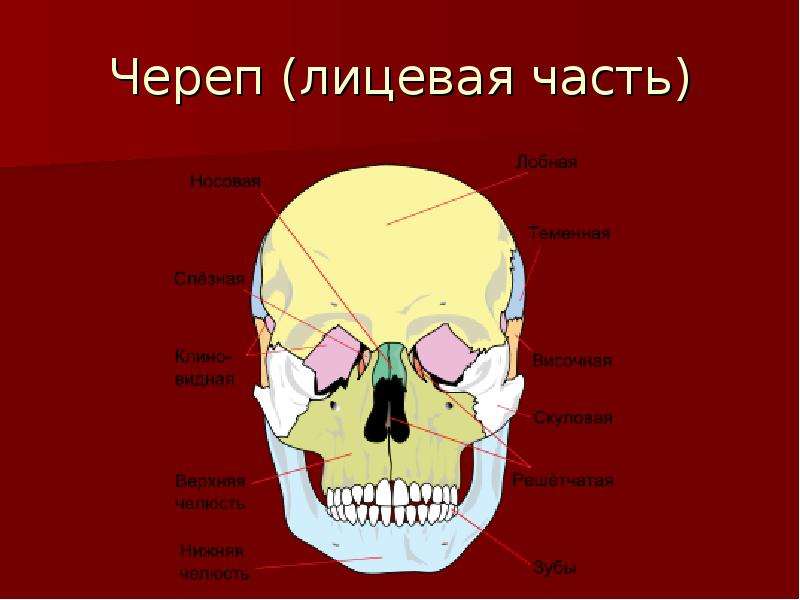 Части черепа. Лицевая часть черепа. Части лицевой части черепа. Лицевая часть черепа человека. Строение лицевой части черепа.