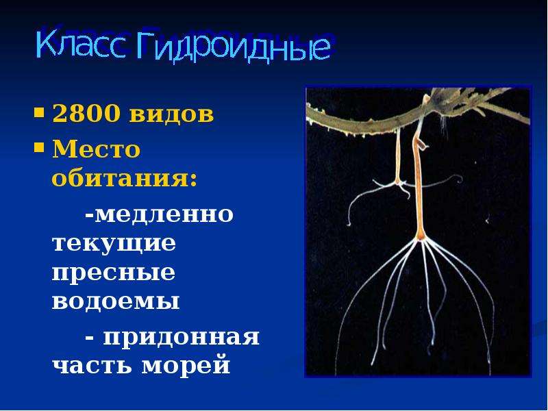 Класс гидроидные. Место обитания кишечнополостных. Местообитание кишечнополостных. Самые длинные представители класса гидроидных. Придонная часть.