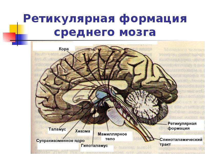 Ретикулярная формация головного мозга. Ретикулярная формация мозга. Ретикулярная формация среднего мозга. Ядра ретикулярной формации таламуса. Функции промежуточного мозга и ретикулярной формации.