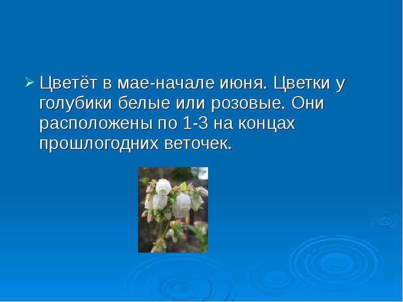 В начале июня. Голубика цветёт цитаты. Белая Голубица пошла жинится ответ.