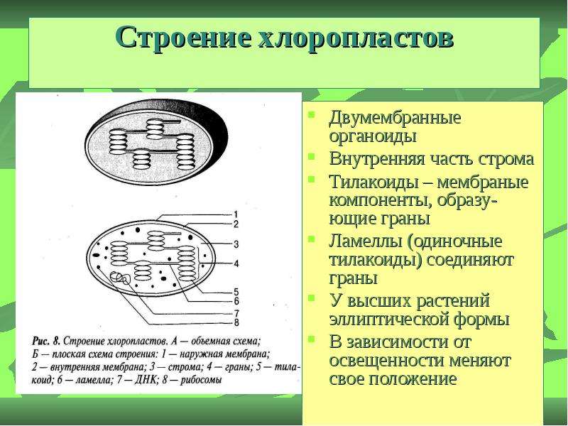 Соотнесите объекты с их обозначениями на рисунке наружная мембрана ламелла грана