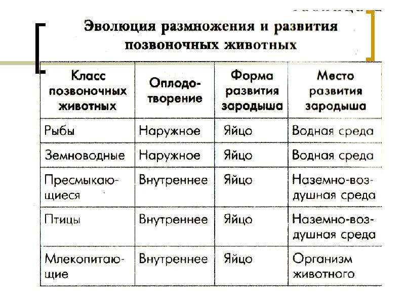 Презентация способы размножения животных оплодотворение 7 класс презентация