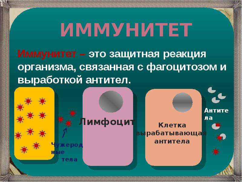 Иммунитет антитела презентация