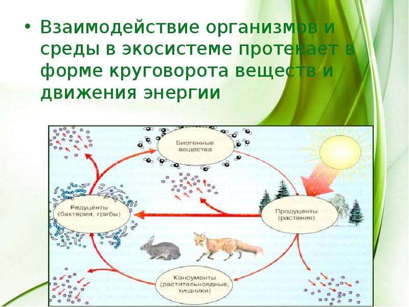 Взаимосвязи организмов и окружающей среды презентация