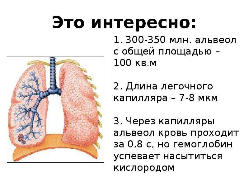 Площадь дыхательной поверхности легких человека. В среднем общая дыхательная площадь альвеол:. Газообмен в альвеолах. 300-350 Альвеол. Альвеолы это.