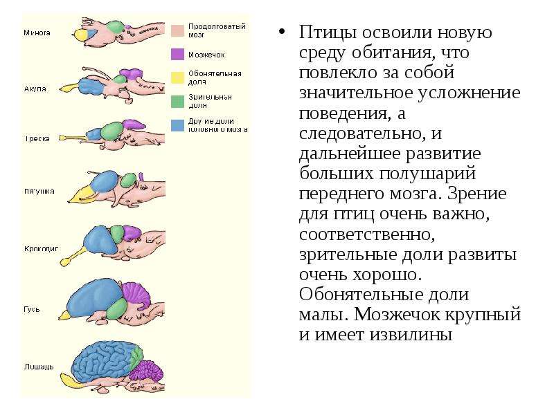 В чем проявляются усложнения организации. За что отвечает передний мозг у птиц. Передний мозг у птиц выполняет функцию. Усложнение мозга. Для чего передний мозг у птиц.