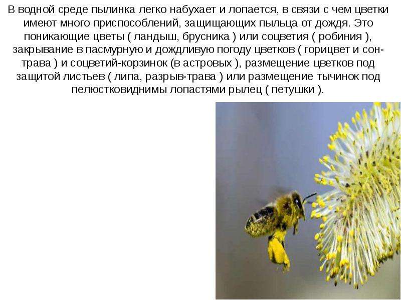 Какое строение имеет пыльца 6 класс. Пыльца для презентации. Пыльца это в биологии 6 класс. Пыльца это в биологии. Что такое пылинка в биологии у цветка.