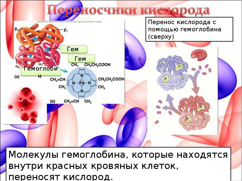 Молекулы перенос. Схема гемоглобина присоединение кислорода. Переносчики кислорода в крови. Гемоглобин и кислород. Гемоглобин переносит кислород.