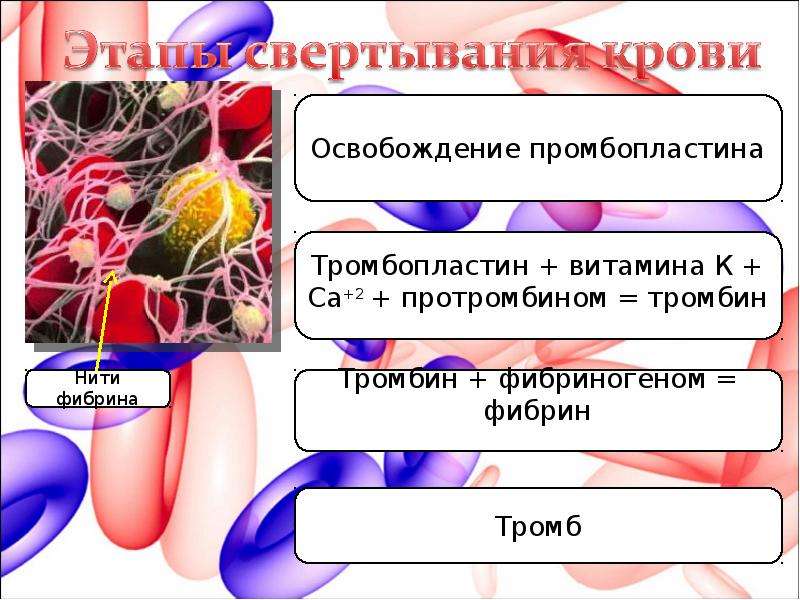 Внутренняя среда организма образована кровью