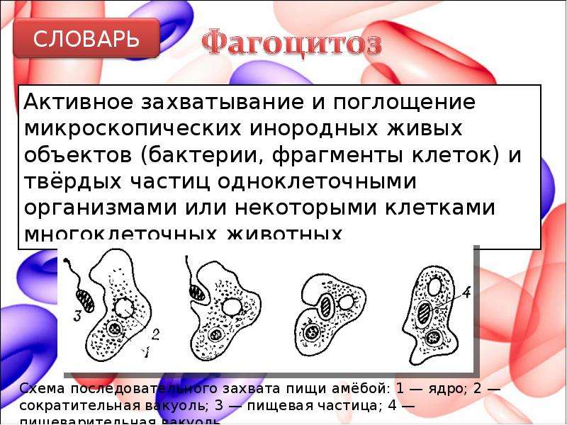 К фагоцитозу наименее способны. Фагоцитоз. Процесс фагоцитоза. Фагоцитоз клетки. Фагоцитоз это в биологии.