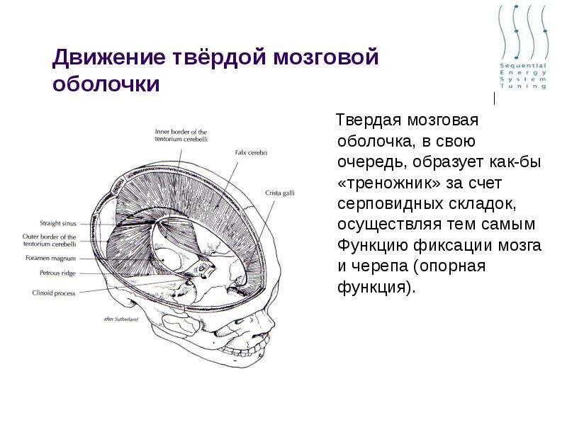 Твердая мозговая. Отростки твердой мозговой оболочки головного мозга. Твердая мозговая оболочка места крепления. Выросты твердой мозговой оболочки. Торзия твердой мозговой оболочки.