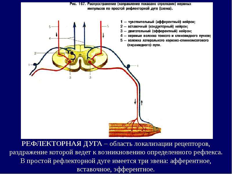 Нервные импульсы от рецепторов. Двигательный Нейрон в рефлекторной дуге. Дендрит афферентного нейрона в рефлекторной дуге. Афферентный Нейрон рефлекторной дуги. Афферентное волокно рефлекторная дуга.