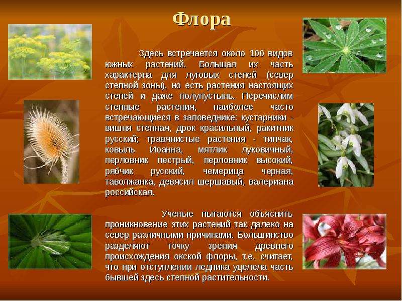 Тема по биологии растения города. Представители Флоры это растение. Представители Флоры и фауны.