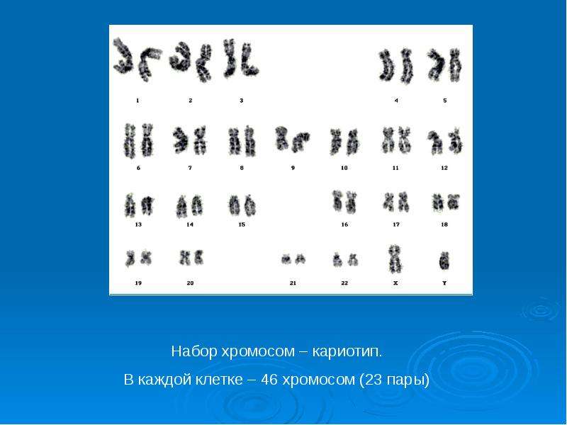 46 хромосом 1. Кариотип 46 хромосом. В каждой клетке 46 хромосом. В каждой клетке человека 46 хромосом. Хромосомный набор человека и обезьян.