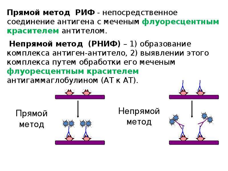 Реакция мифов на т и. Реакция прямой и непрямой иммунофлюоресценции. Реакция непрямой иммунофлуоресценции. Непрямой иммунофлюоресцентный метод. Реакция непрямой иммунофлюоресценции.