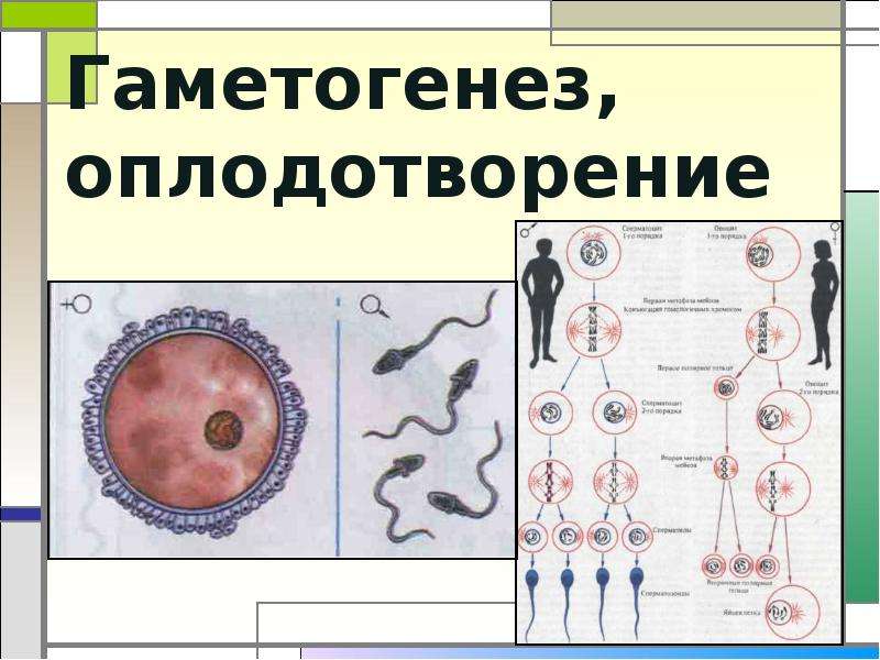 Оплодотворение 10 класс биология презентация