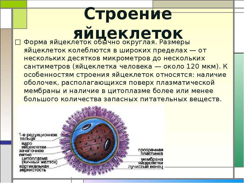 Проект на тему оплодотворение