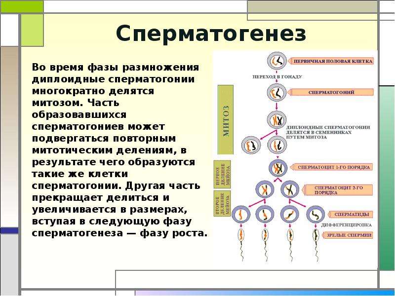 Гаметогенез презентация 10